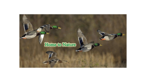 ADDvantage Casket Home to nature with mallard ducks flying over a field