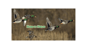 ADDvantage Casket Home to nature with mallard ducks flying over a field